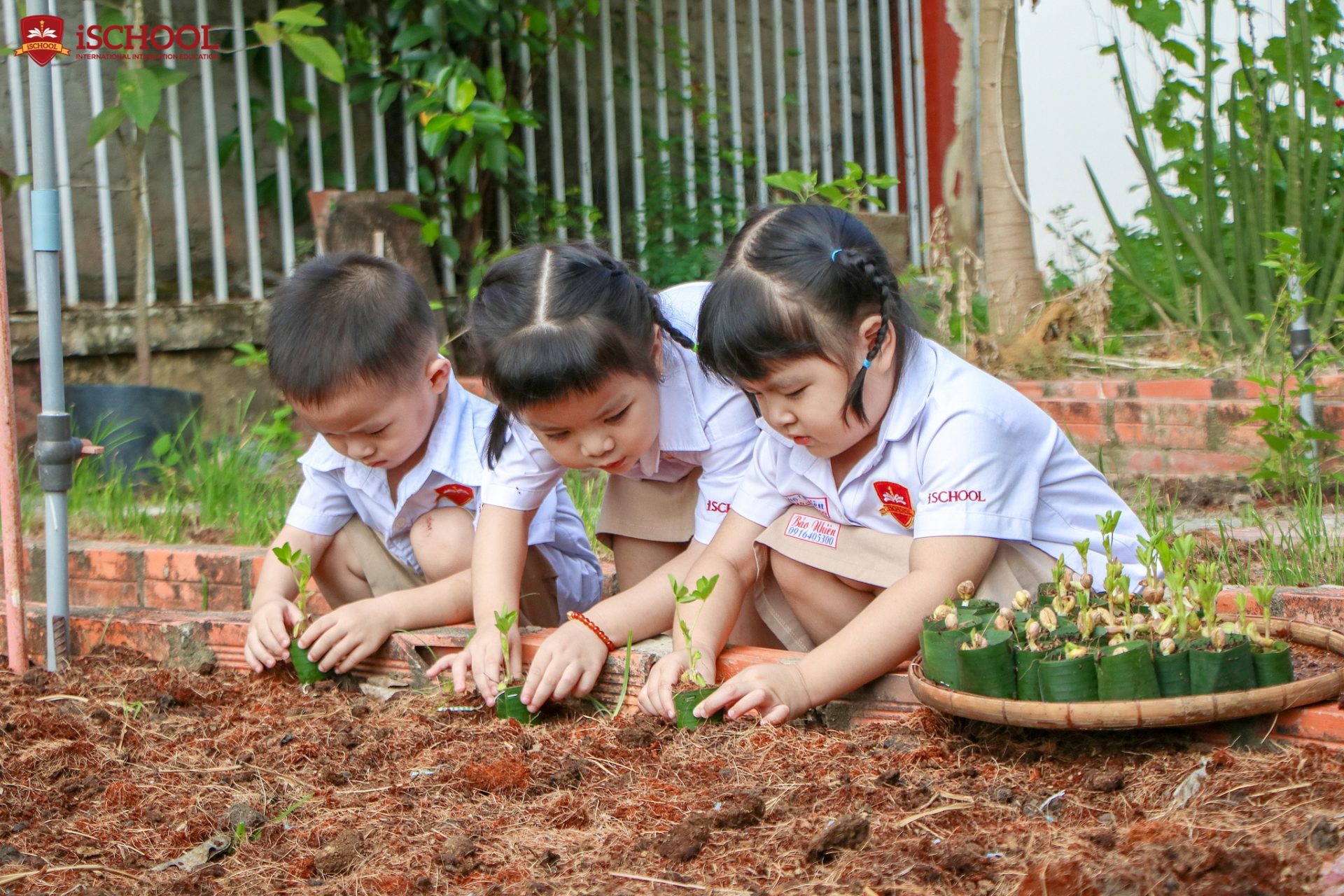 iSers Trà Vinh gieo những mầm cây đầu tiên