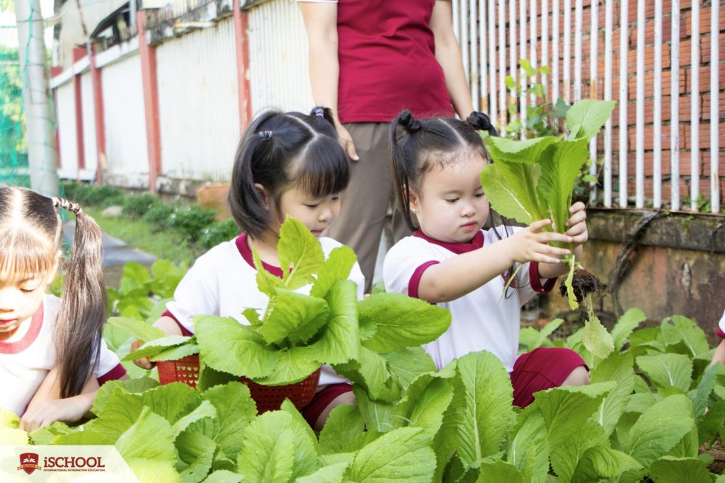 các bé kindy 4 thu hoạch rau